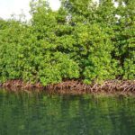 Gwadaventure excursions bateau guadeloupe - Excursions en bateau destination les ilets de la guadeloupe.