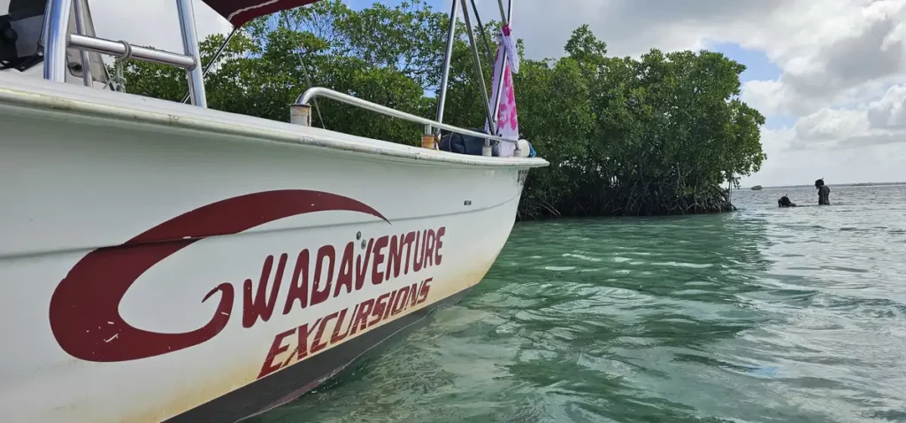 20251210_112105 Bateau Gwadaventure au mouillage près de la mangrove