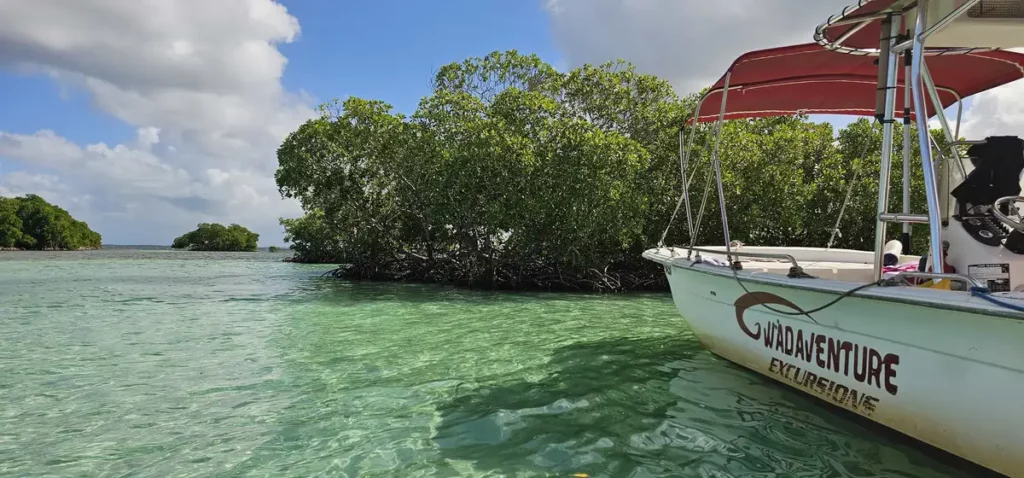 Bateau Gwadaventure au bord de la mangrove