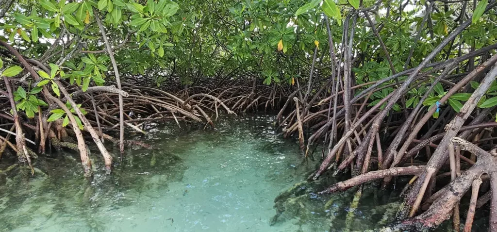 Racines de palétuviers rouges dans l'eau turquoise de la mangrove du Grand Cul-de-Sac Marin en Guadeloupe